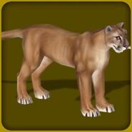 North American Puma