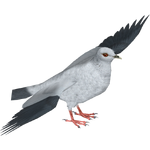 Silvery Pigeon (Deinonychus 110 & Samuel)