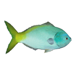 Yellowtail Fusilier (Thom)