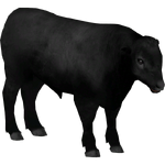 Aberdeen Angus Cattle (Ulquiorra)