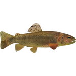 Apache Trout (Whalebite)