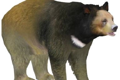 Japanese Black Bear (Santi195) | ZT2 Download Library Wiki