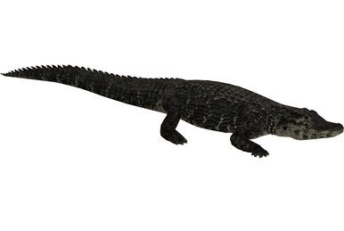 小物 WILDSWANS CROCODILE / GENERAL(SD) BLACK 小物 WILDSWANS CROCODILE / GENERAL(SD) BLACK WILDSWANS