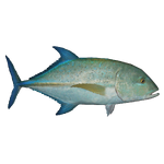 Bluefin Trevally (Thom)