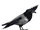 Hooded Crow (Ulquiorra)