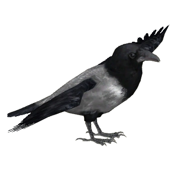 烏 crow Hooded Crow (Ulquiorra) | ZT2 Download Library Wiki | Fandom