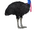 Southern Cassowary (ZTABC Team)