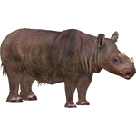 Sumatran Rhinoceros (Eryel)