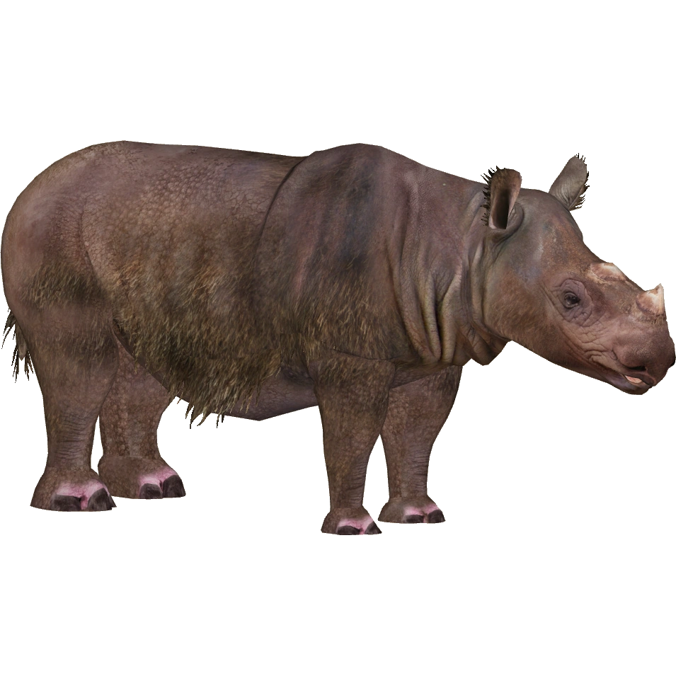 Sumatran Rhinoceros (Eryel) | ZT2 Download Library Wiki | Fandom
