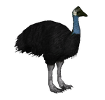 Dwarf Cassowary (Budgielover101, Jannick & Penguinman)