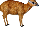 Greater Mouse-deer (ZTABC Team)