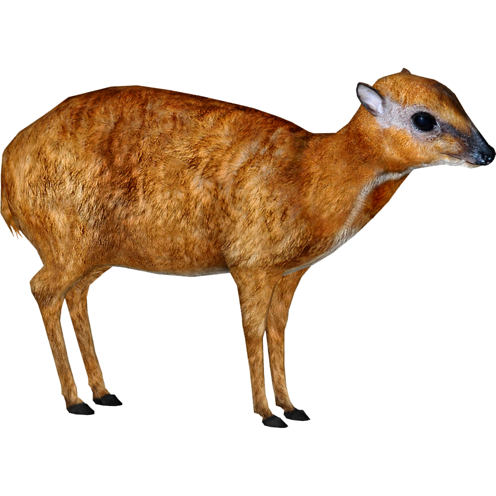 philippine mouse deer