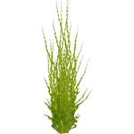 Helanthium bolivianum (PaJaS30) (332 KB) Helanthium bolivianum (PaJaS30)