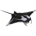 Manta Ray (Buffzoo) (270 KB) Manta Ray (Buffzoo)