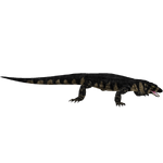 Megalania (Sam)