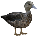 Madagascar Teal (DutchDesigns)