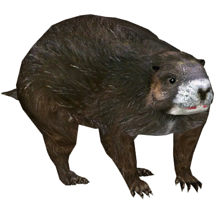 tamaniページ(*ˊ˘ˋ*) Vancouver Island Marmot (Tamara Henson) | ZT2 Download