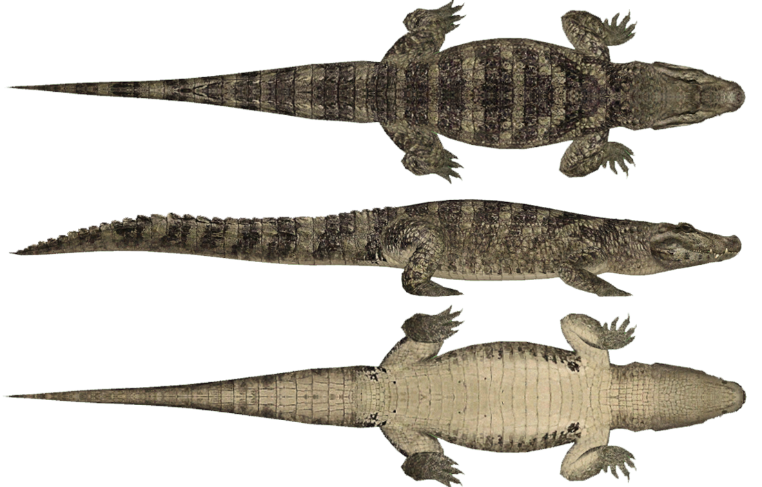 Broad-snouted Caiman (HENDRIX & Zerosvalmont) | ZT2 Download Broad-snouted Caiman (HENDRIX & Zerosvalmont) | ZT2 Download