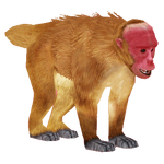 Bald Uakari (Holden)