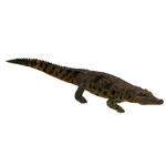 Nile Crocodile (Denny31x)