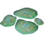 Plate Coral (Aurora Designs)