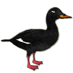 Velvet Scoter (Samuel)