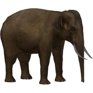 ELEPHANT 2冊 LOW_IN_STOCK_template_-_2025-
