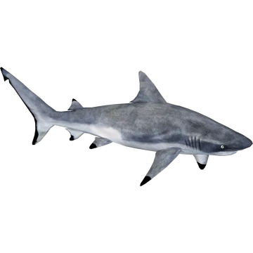 Grey Reef Shark (MasterChief123) | ZT2 Download Library Wiki