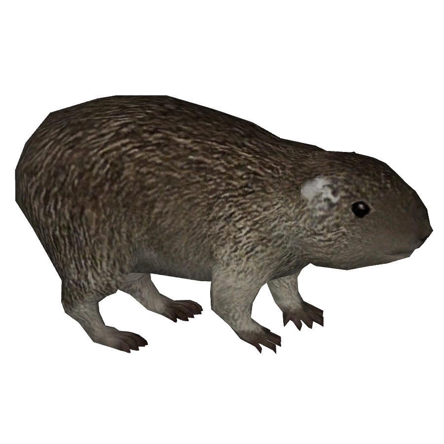 Northern Bog Lemming 