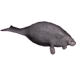 Steller's Sea Cow (Kangorilaphant)