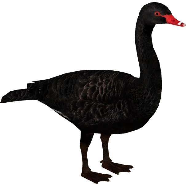 Black Swan (MiBound) | ZT2 Download Library Wiki | Fandom