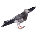 Domestic Pigeon (Samuel)