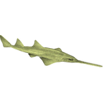 Green Sawfish (Jules & Whalebite)