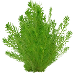 Rotala wallichii (PaJaS30) (880 KB) Rotala wallichii (PaJaS30)