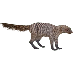 チャンダリスモ・イルストラード/Gecko Turner ゲコ・ターナー：未開封 497322c4-0cec-4ae5-a8c1-