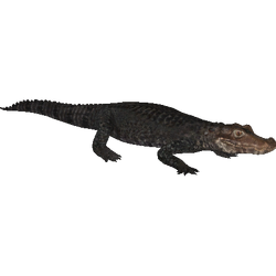 Category:Crocodylia (HENDRIX & Zerosvalmont) | ZT2 Download 