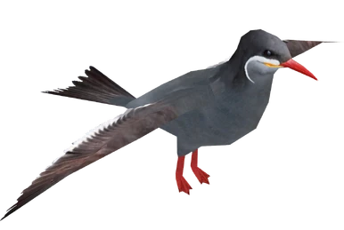 GALAPAGOS / 鬱P Galapagos Turtle Box with Limpet Shells | Objet Luxe