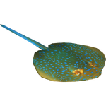 Bluespotted Ribbontail Ray (Zerosvalmont)