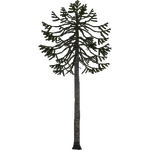 Monkey Puzzle Tree (Aurora Designs)