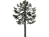 Monkey Puzzle Tree (Aurora Designs)