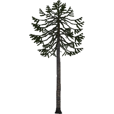 Monkey Puzzle Tree (Aurora Designs) | ZT2 Download Library Wiki