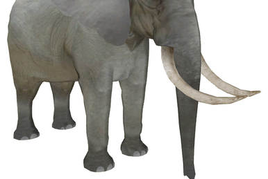 ELEPHANT 2冊 51KCEBsh1FL._UF894,1000_QL80_.jpg
