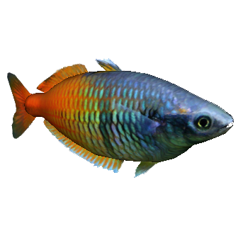 Boeseman's Rainbowfish (Jose Antonio) | ZT2 Download Library Wiki