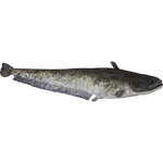 Wels Catfish (HENDRIX)