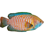 Dwarf Gourami (Dycki1231)