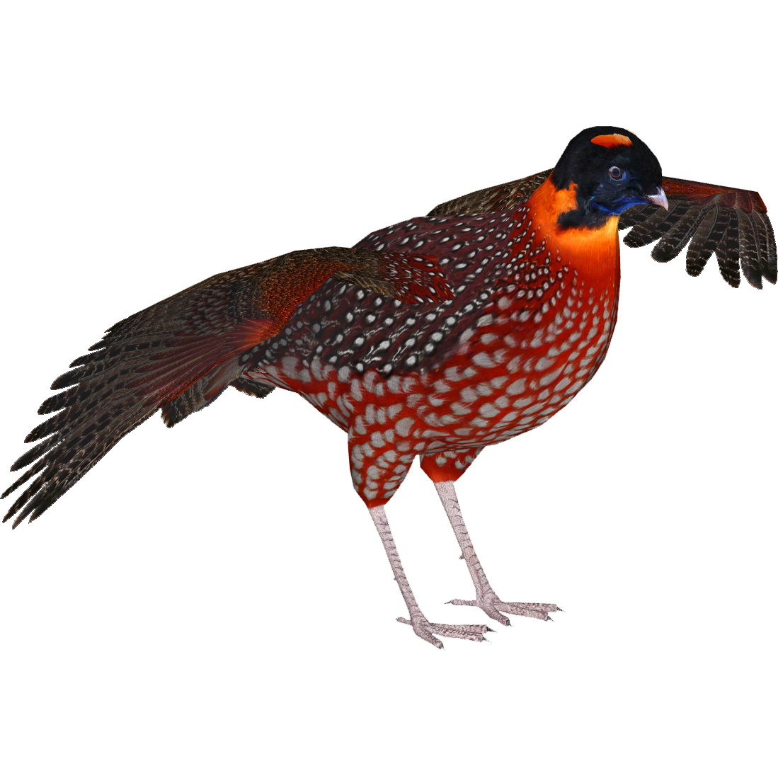 ptarmigan ワラビー 1.jpg