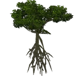 White Mangrove (Demon Hunter) (543 KB) White Mangrove (Demon Hunter)