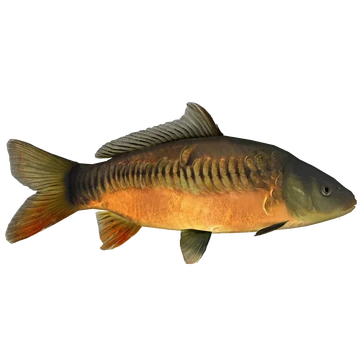 Common Carp (Ulquiorra) | ZT2 Download Library Wiki | Fandom