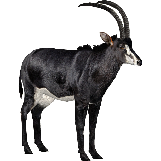 Zoo Tycoon 3: Sable Antelope 