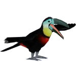 Channel-billed Toucan (ZTABC Team)